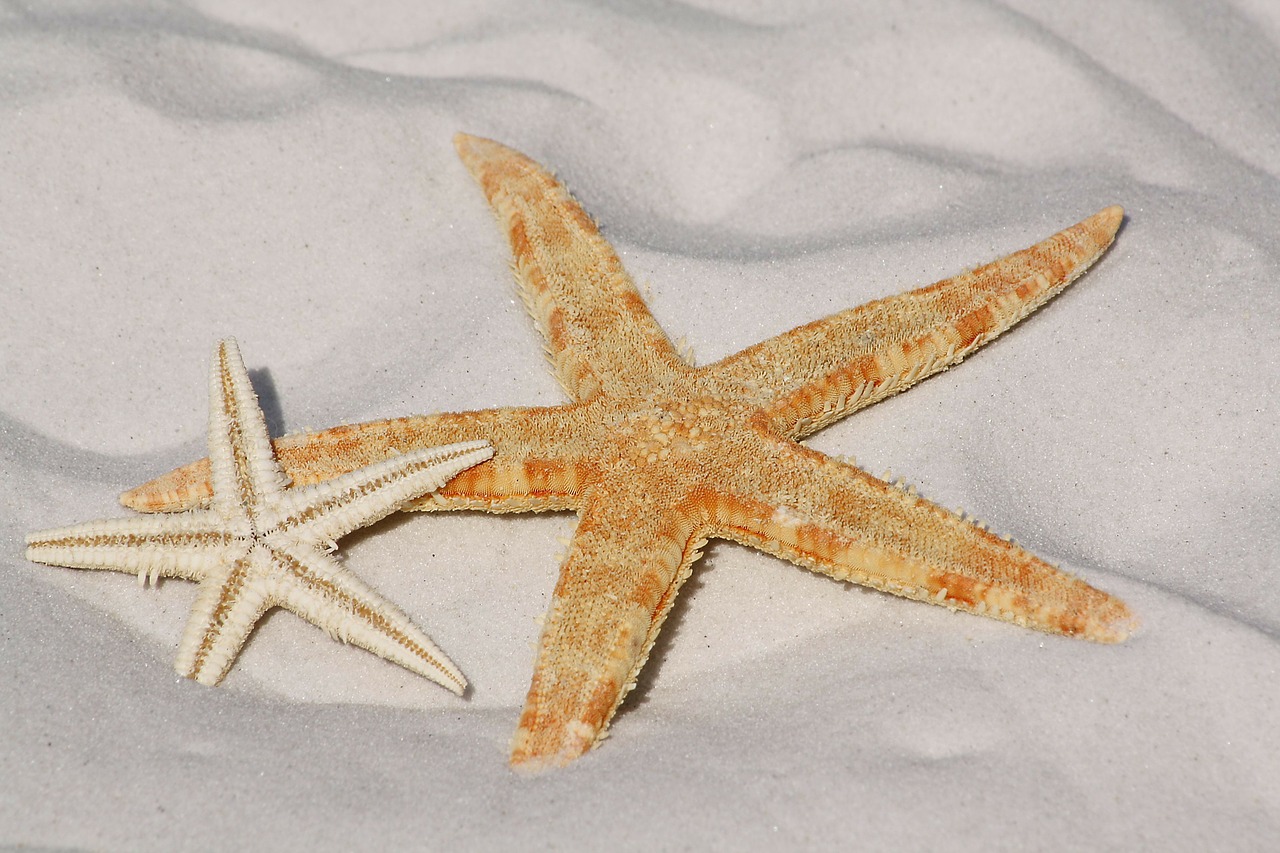 starfish-343791_1280